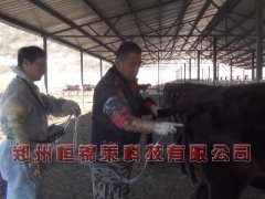 牛用B超观察肉牛育肥前的准备工作