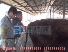 进口牛用B超仪检测母牛胎衣不下的症状