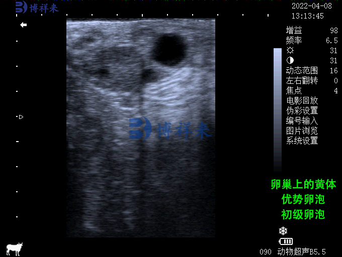 卵巢上黄体、优势卵泡、初级卵泡.png