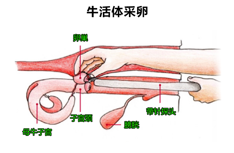 牛活体采卵图.png