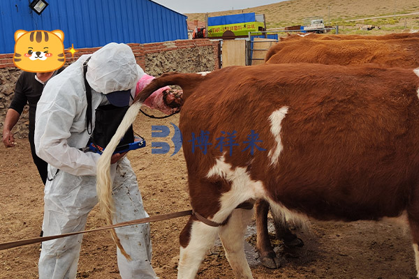 畜牧场主必读：如何用博祥来B超机降低30%繁殖损失？