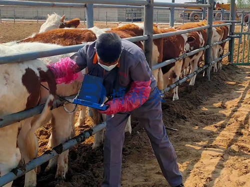 2021.04.23鄂尔多斯牛场 v50 (2).jpg