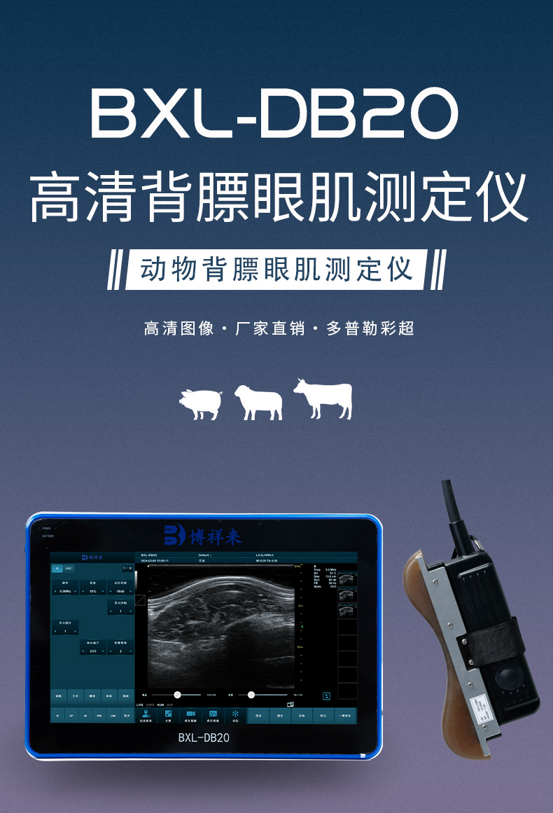 肉牛背膘眼肌怎么看？用背膘仪轻松搞定