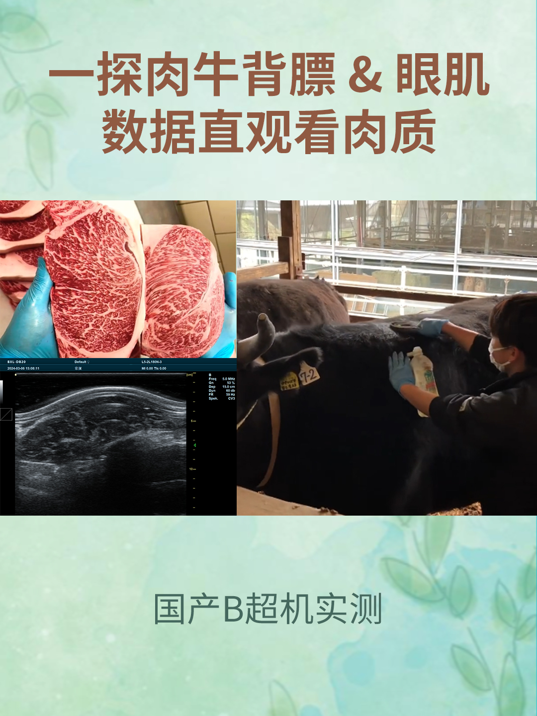 2025.05.07 肉牛背膘眼肌的检测.jpg