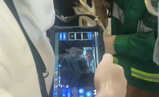 2025.09.22 V60测牛胆囊.png