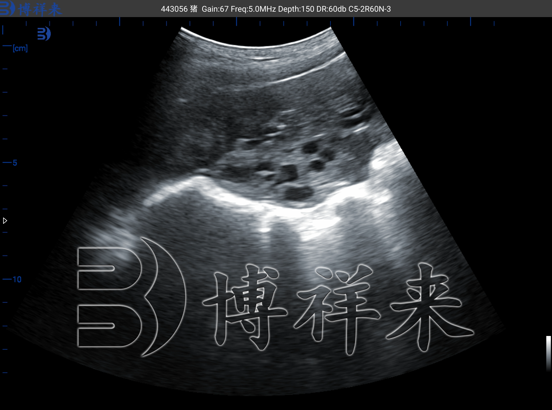 B超检测母猪卵泡
