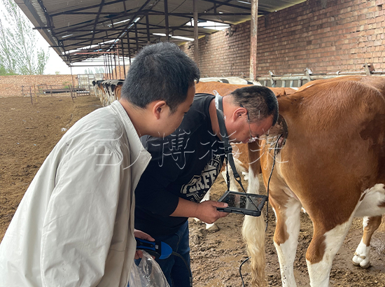 到大型牛场培训无线牛用B超和便携式B超机如何使用