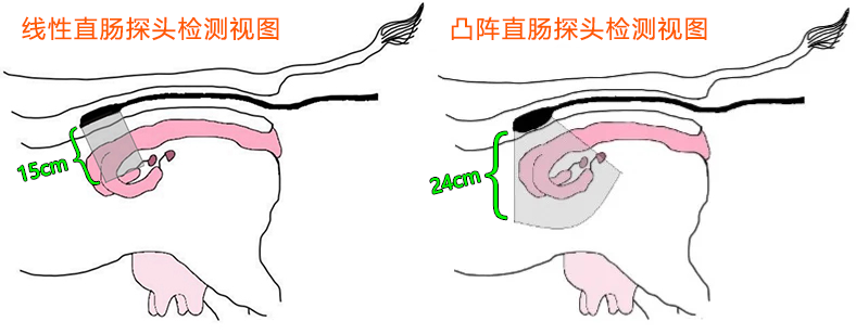探头示意图-线阵凸阵直肠探头.png