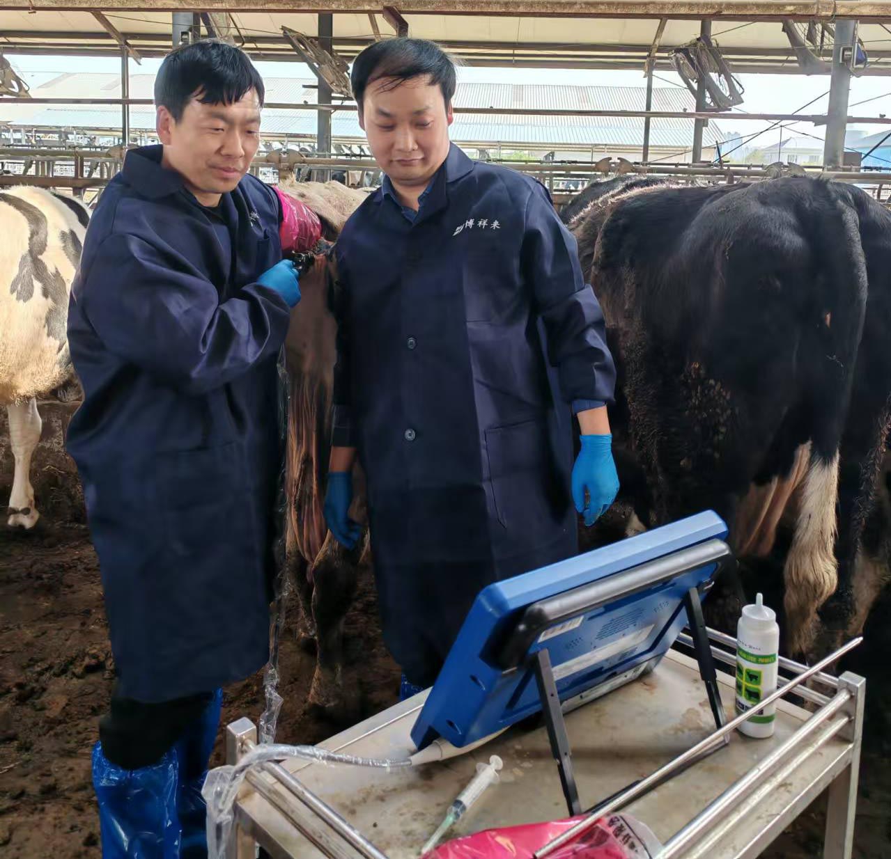 高清牛用活体采卵技术