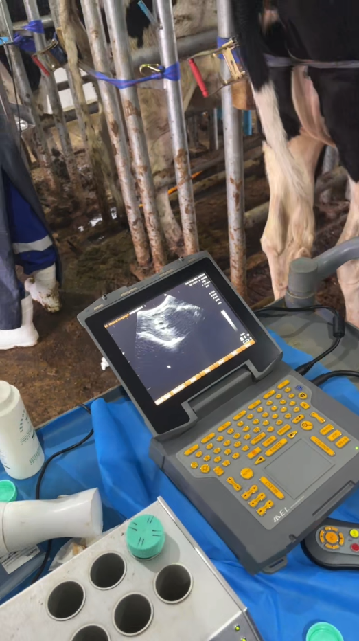 博祥来技术专家赴齐齐哈尔牧场开展牛用活体采卵仪实操培训