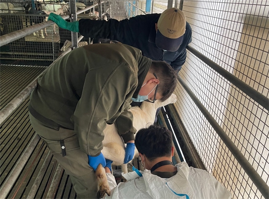 乾首奶山羊育种场使用BXL-V50给羊做腹部和直肠妊娠检测