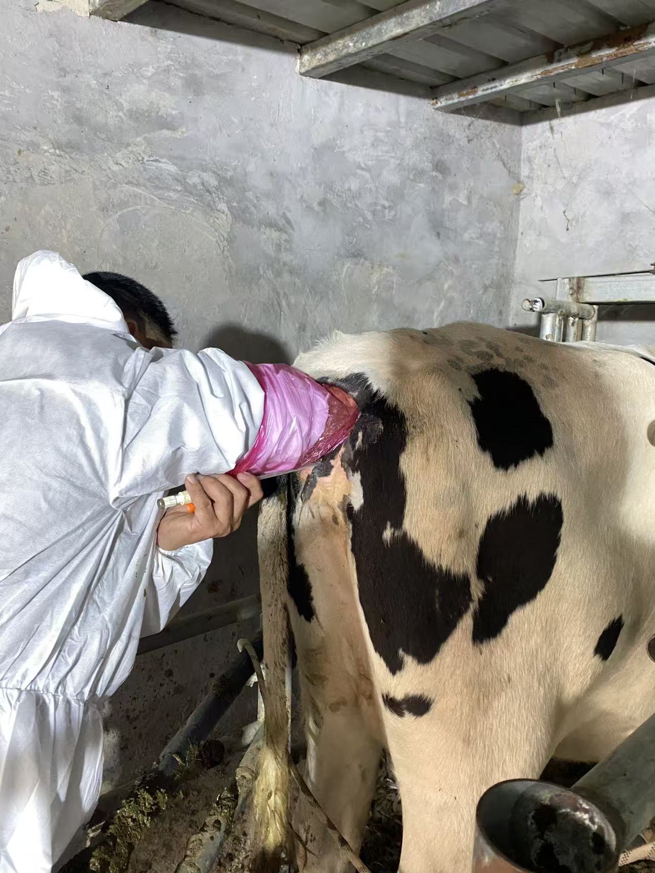 原阳牛场开展活体采卵技术培训，引入BXL-DB20助力高效繁育