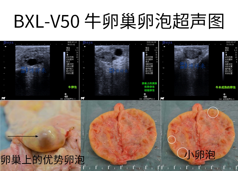 博祥来牛用B超机BXL-V50检测母牛卵泡超声与实物对比