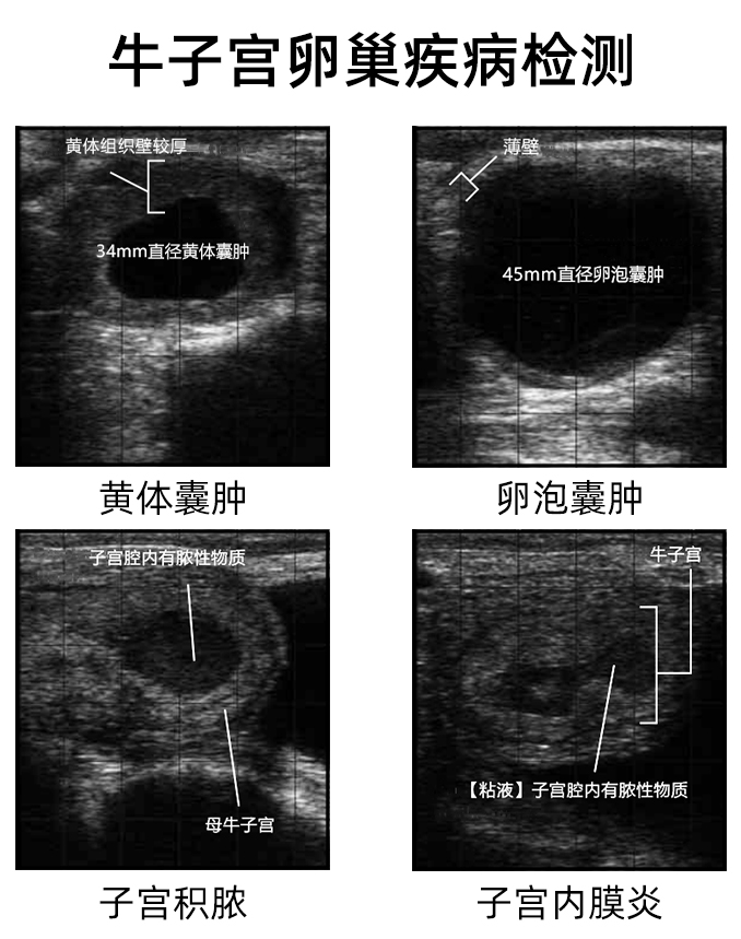 牛用B超测牛子宫卵巢疾病 牛用B超测牛子宫卵巢疾病