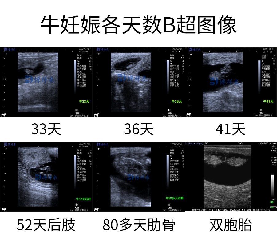 牛用B超机测母牛胎龄大小 牛用B超机测母牛胎龄大小
