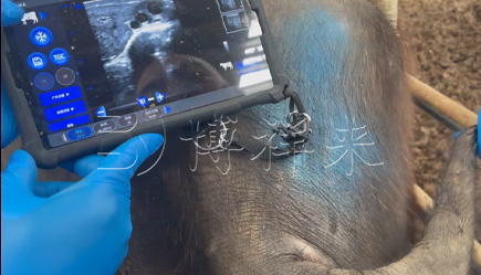 牛用B超机通过检测牛黄体血流实现21天母牛妊娠检测
