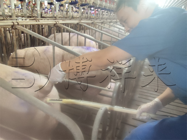 2025.11.08 广东温氏v80直肠测猪-水印.jpg