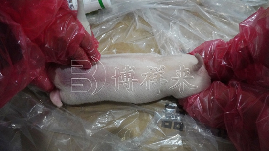 博祥来BXL-DZ20成功应用于乳猪肋骨数量检测 AI智能识别提升种猪选育效率