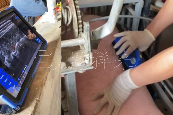 广东河源温氏猪场BXL-S305猪用B超现场培训案例
