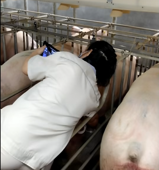 智能兽用B超机19天测母猪怀孕培训案例