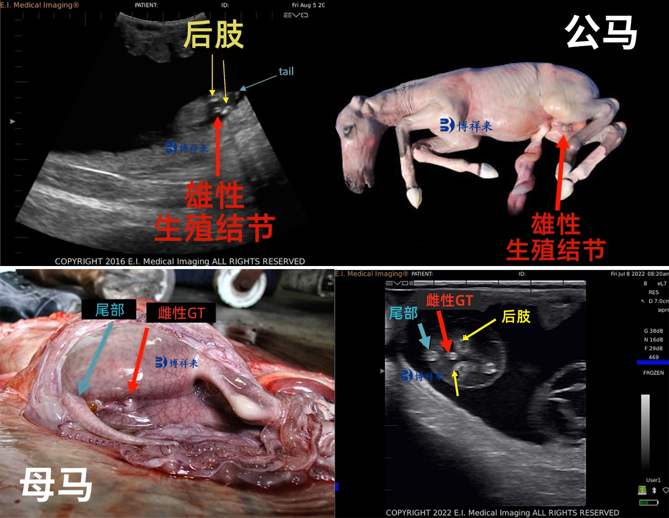 马公母超声实物对比.jpg