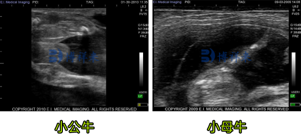 牛马B超机检测母牛胎儿公母