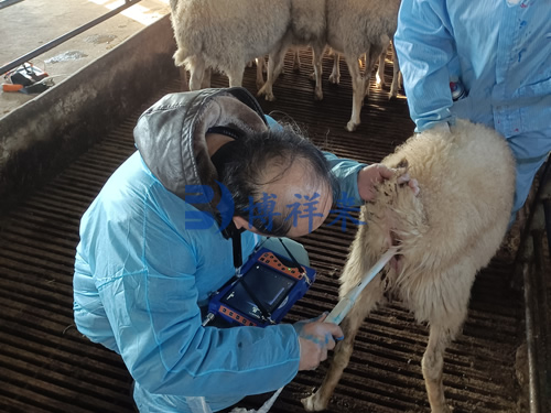 高清牛羊B超测孕仪培训