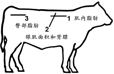 牛背膘眼肌面积在牛体上的位置