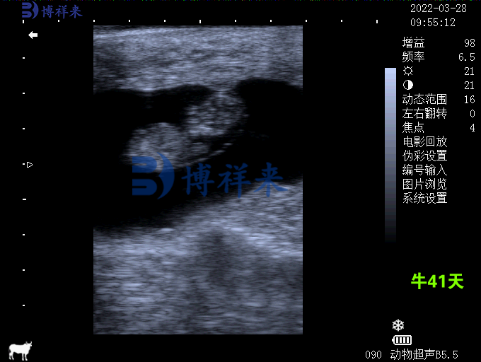 牛妊娠41天超声图像