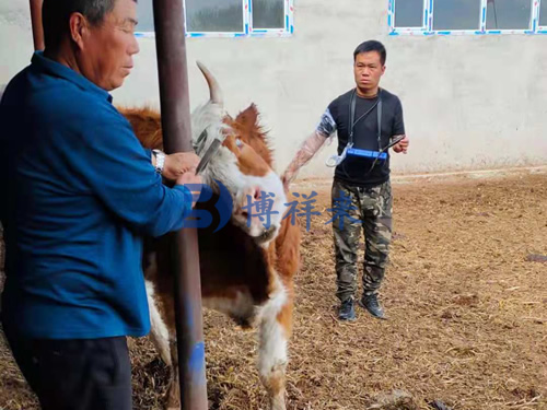 牛用B超对母牛的超声检测