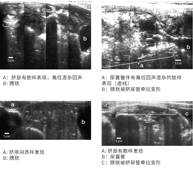 牛脐带超声图像