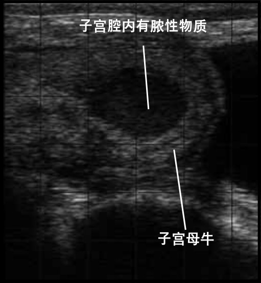 牛子宫积脓B超图像